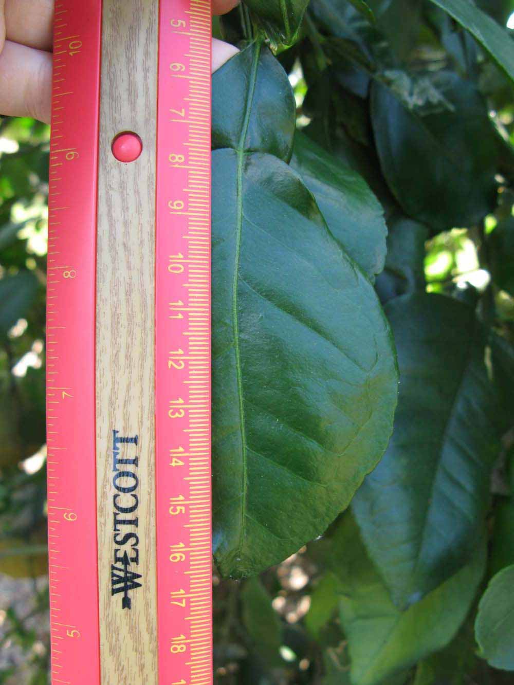              Unifoliolate leaf (Winter Haven, FL)       